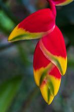 Closeup Detail View Of Bright And Colorful Red Yellow And Green Hanging Flower Of Tropical Heliconia Rostrata Aka Hanging Lobster Claw Or False Bird Of Paradise On Natural Background
