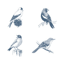 Vintage Birds Ink Illustration