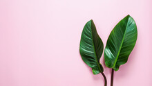 Natural Green Leaf On Pastel Pink Background, Tropical Leaf.