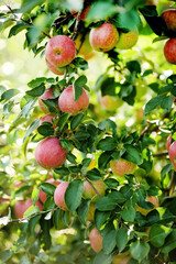 Red apples on apple tree branch