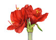 Beautiful watercolor red amaryllis flowers on white background.