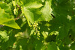 Young grapes of vitis vinifera with green leaves on sunny nature