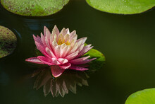 Big Amazing Bright Pink-yellow Water Lily Or Lotus Flower Perry's Orange Sunset In Garden Pond. Water Lily With Water Drops, Reflected In Water. Flower Landscape For Nature Wallpaper
