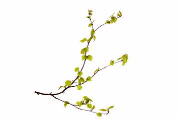 Poster - tree branch with young green leaves isolated on white background