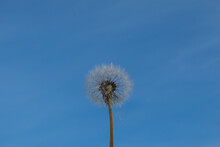 Dandelion Ripe After Flowering Against A Bright Blue Spring Sky. Plant Life Stages