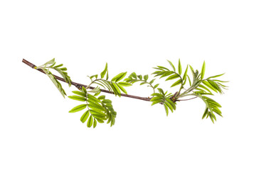 Canvas Print - tree branch with young green leaves isolated on white background