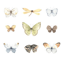 Set Of Colored Abstract Butterflies And Dragonfly Isolated On White Background, Watercolor Illustration Flying Insects For Your Design, Wildlife Collection.