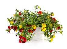 Red And Yellow Million Bells Flowers In Basket Isolated On White Background. Calibrachoa