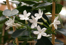 Madagascar Jasmine (Stephanotis Floribunda)
