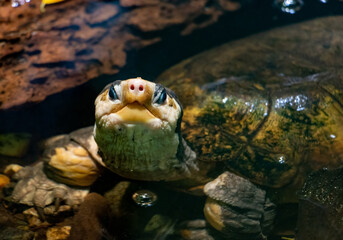 Wall Mural - The Malayan flat-shelled turtle (Notochelys platynota) looks to camera