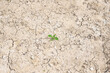 A photograph of a small tree growing alone on a barren ground. Lonely and conveys the struggle and endurance of living beings.