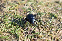 Bloody Nosed Black Beetle On West Wales Coast Path.