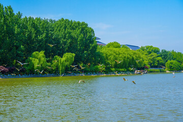 Wall Mural - A flock of egrets flying in the lake