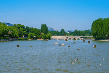 Wall Mural - A flock of egrets flying in the lake