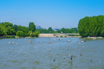 Canvas Print - A flock of egrets flying in the lake