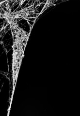 Wall Mural - spider web on a dark background