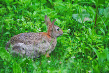 Wild Rabbit Feeding In A Green Grassy Field With Morning Dew (New England Cottontail, Sylvilagus Transitionalis)
