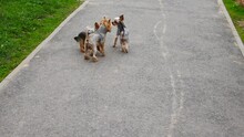 yorkshire terriers on the road in the park..