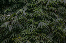 Dense Bamboo Leaves, Images Are Suitable For Use As Wallpaper Or Graphic Resources