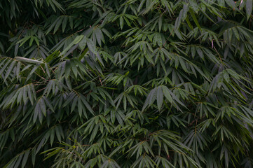 Wall Mural - Dense bamboo leaves, images are suitable for use as wallpaper or graphic resources