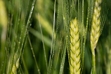 Close Up, Detail Shot, Texture And Background Of Green Barley In The Field With Water Drops Hanging On It.