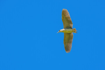 Canvas Print - Flying night heron