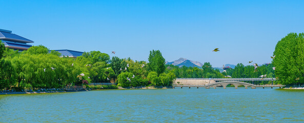 Wall Mural - A flock of egrets flying in the lake