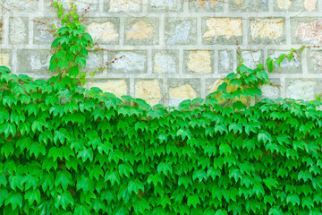 Poster - Green leaf wall background