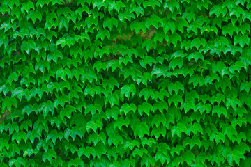 Wall Mural - Green leaf wall background