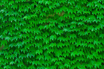 Poster - Green leaf wall background