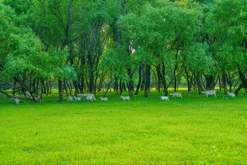 Wall Mural - herd of sheep on pasture