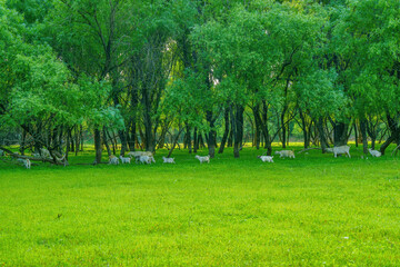 Poster - herd of sheep on pasture