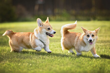 Two Active Corgi Puppies Running Together On Grass