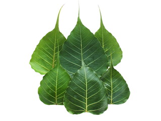 leaves of bodhi.green leaves isolated on white background.