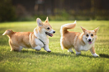 Wall Mural - two active corgi puppies running together on grass