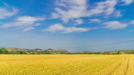 Wall Mural - Golden wheat wheat is ripe in summer