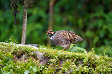 Canvas Print - Clear pic of Hill Partridge in a gorgeous pose