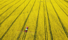 Aerial View Of Rapeseed Yellow Fields And Tractor Agro Combine. Agricultural Machinery. Cultivation And Harvesting