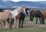 Fototapeta  - Colorful ranch horse herd in North West Colorado being rounded up and brought in for the summer