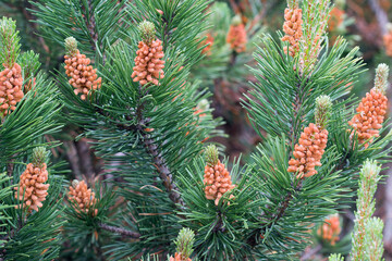 Sticker - Flowering Pinus mugo ( bog pine) selective focus