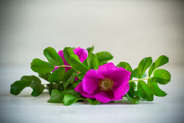 Sticker - pink blooming wild rose flowers on a light background