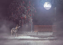 Wild Wolf Looking At Seat In Dark Street Under Moonlight. Foggy Night.