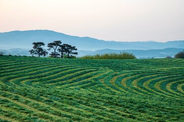 Canvas Print - 안성목장