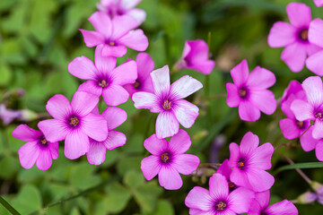 Wall Mural - Purple flowers in the meadow at spring