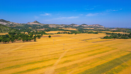 Wall Mural - Golden wheat wheat is ripe in summer