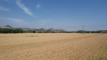 Canvas Print - Golden wheat wheat is ripe in summer