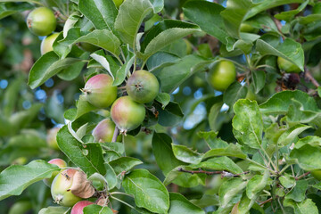 Wall Mural - Green unripe apples on the branches of a tree in the garden.