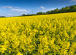 A field with blooming rapeseed.