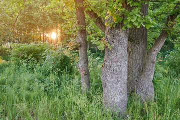 Wall Mural - morning sunlight in green park