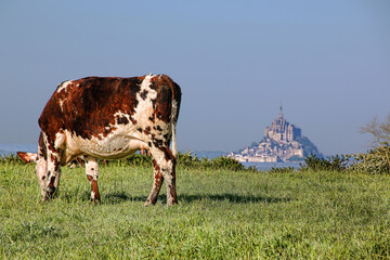 Wall Mural - mont saint michel